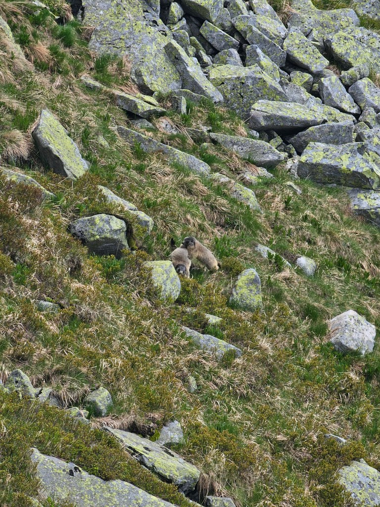 Two marmots on the side of a hill