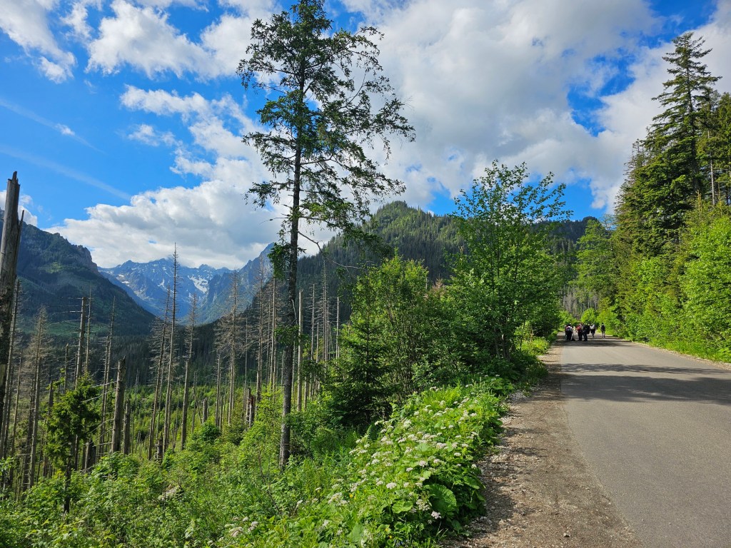 An asphalt road through a wood, with tall mountains in the background, leading to Morskie Oko, Tatra Mountains, Poland