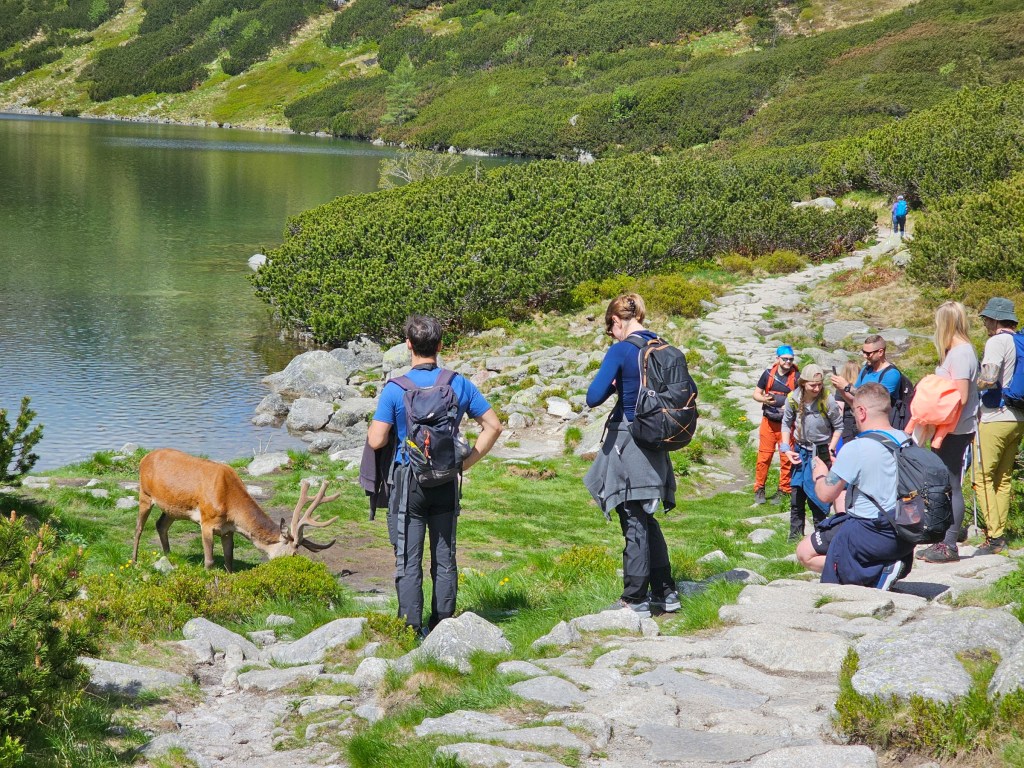 A deer grazing on the side of a lake in the mountains, surrounded by a group of people taking photos