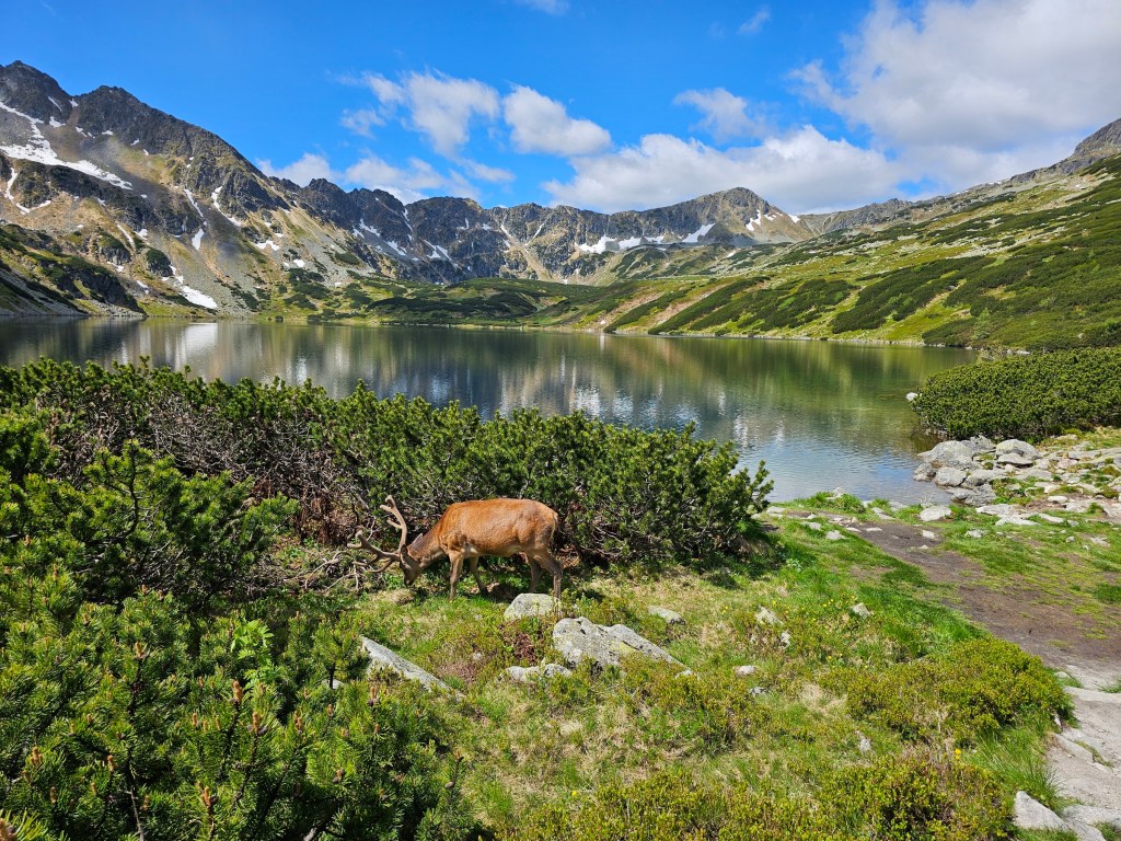 A deer grazing on a meadow next to a pond in Tatra Mountains, Poland