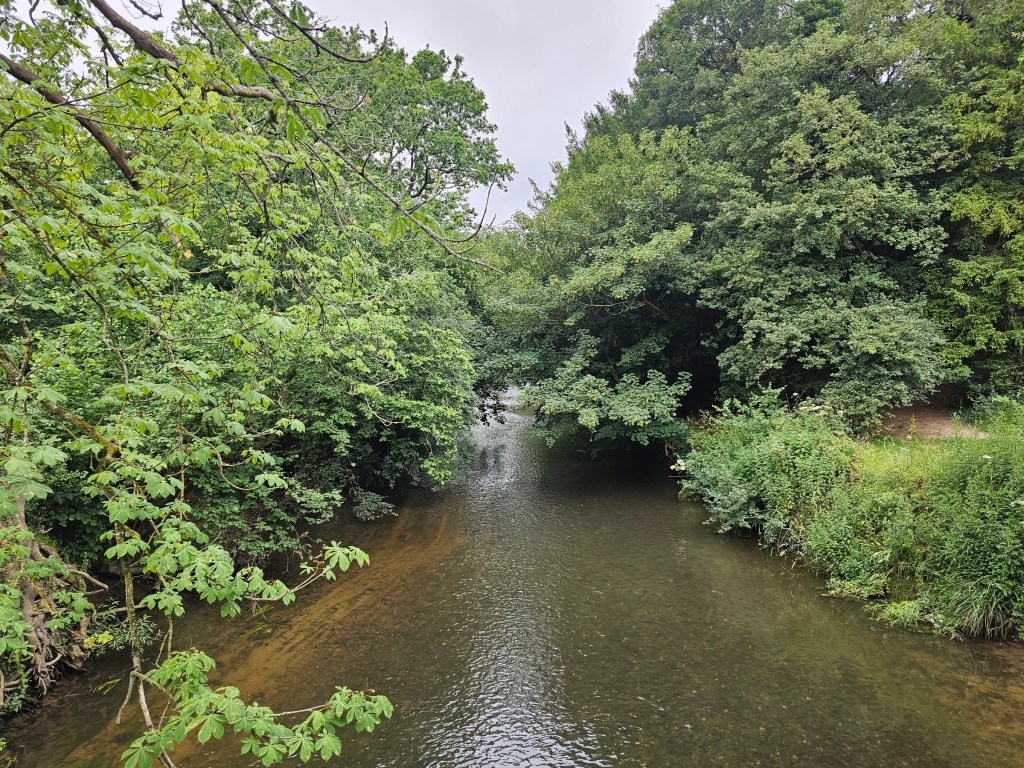 A wide river running through a forest