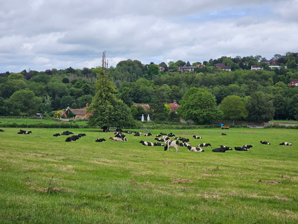 A field with dozens of black and white cows