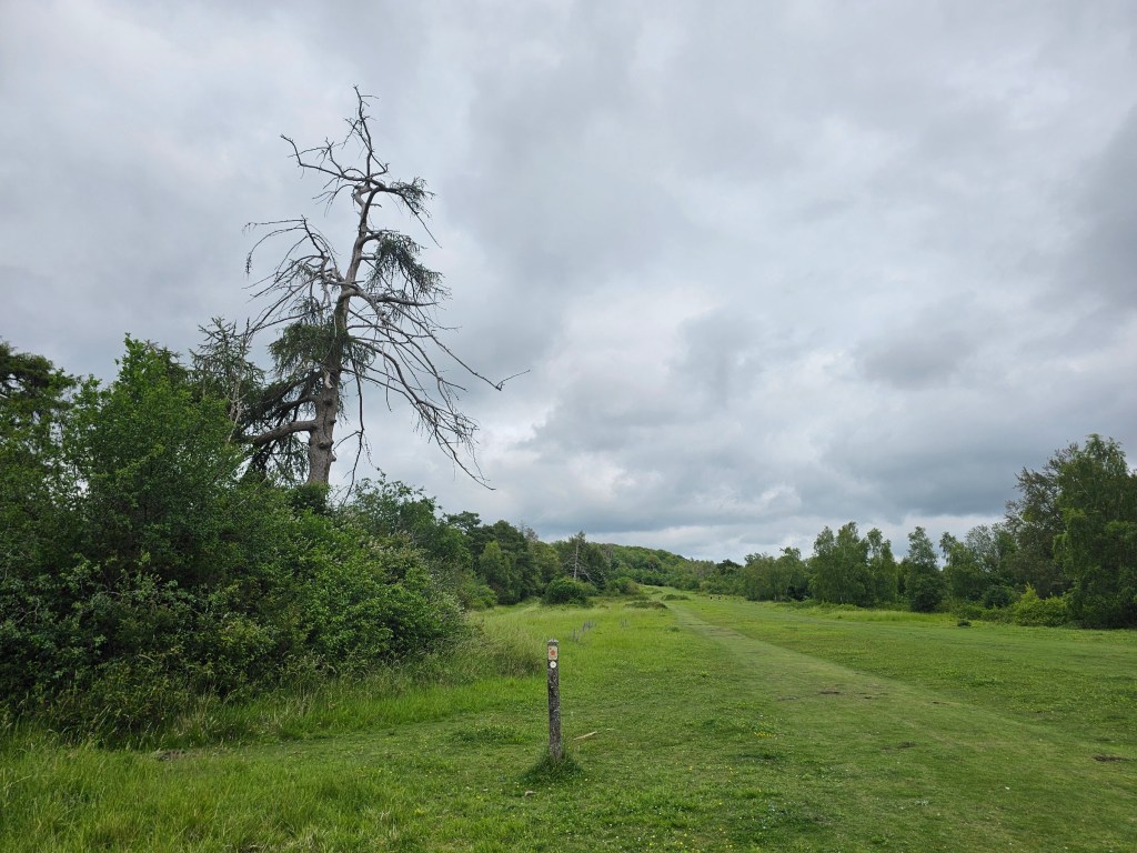 An open space on the Box Hill hike route
