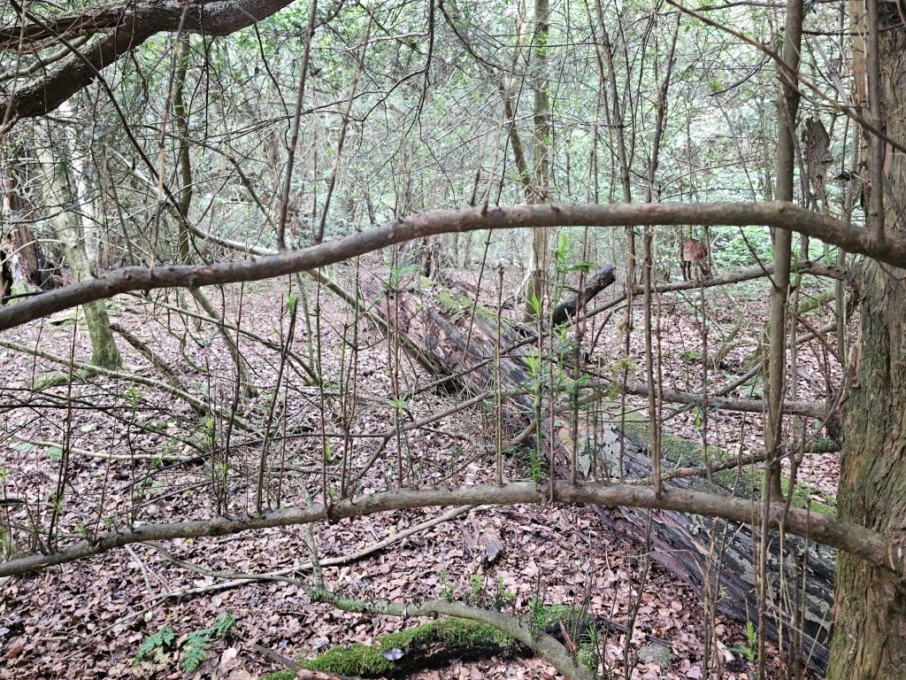 A tree branch with smaller twigs growing perfectly vertically