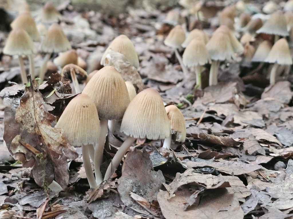Groups of small beige mushrooms found in a forest