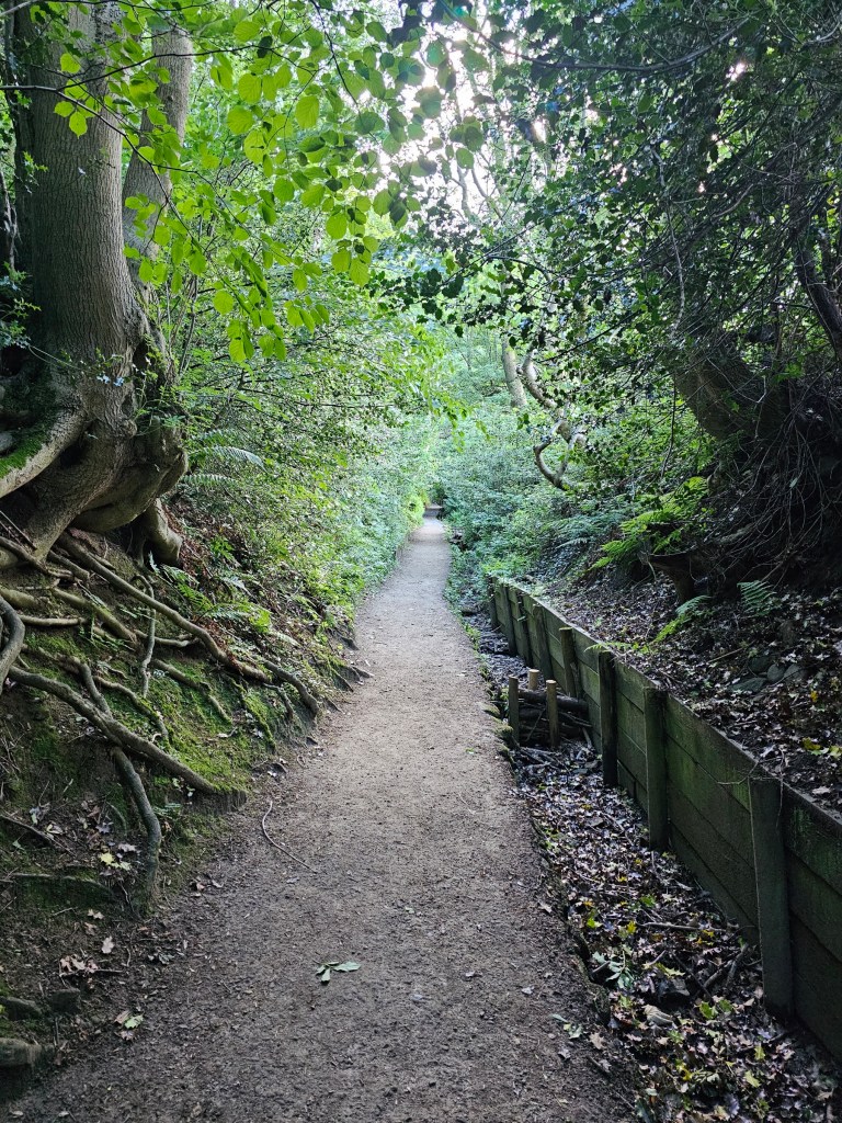 A path through the woods between Edale and Grindslow Knoll