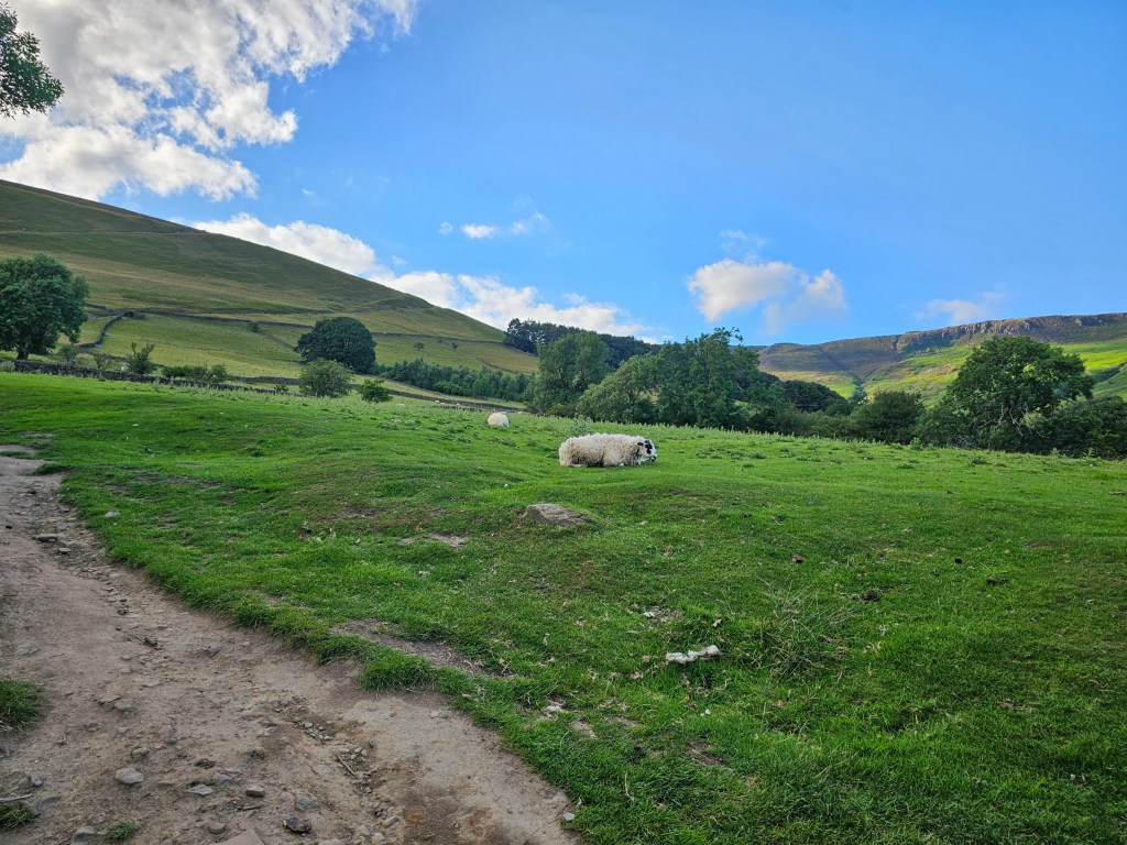 Sheep resting on a green meadow in Peak District. A hill can be seen in the background