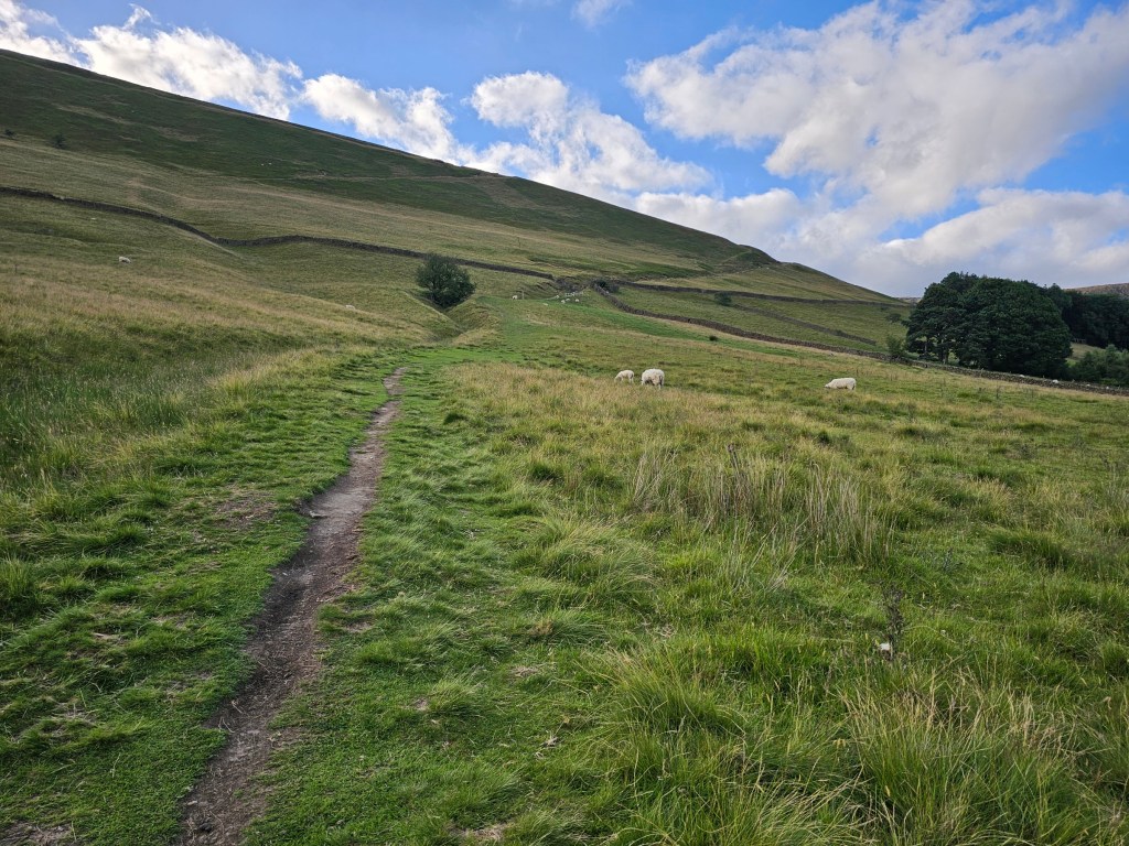 An uphill path in the countryside in Peak District, with sheep grazing next to it