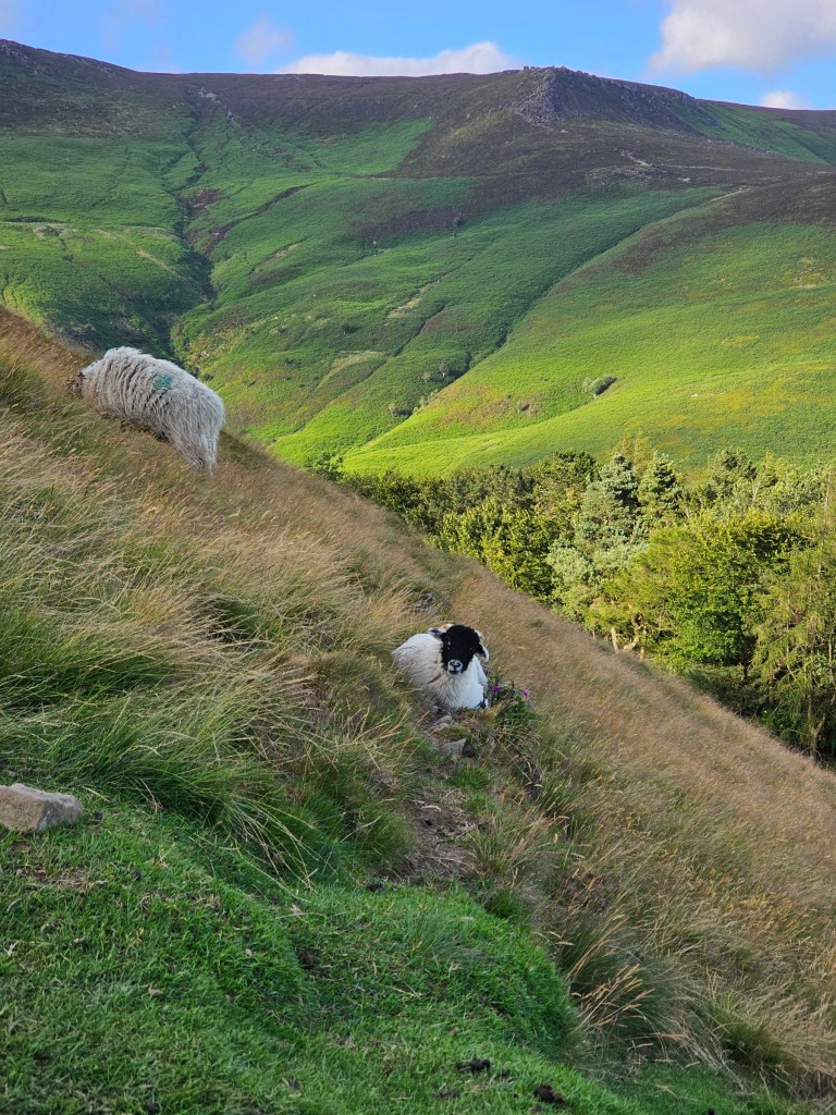 Two sheep resting in the grass on a steep slope of a hill near Edale