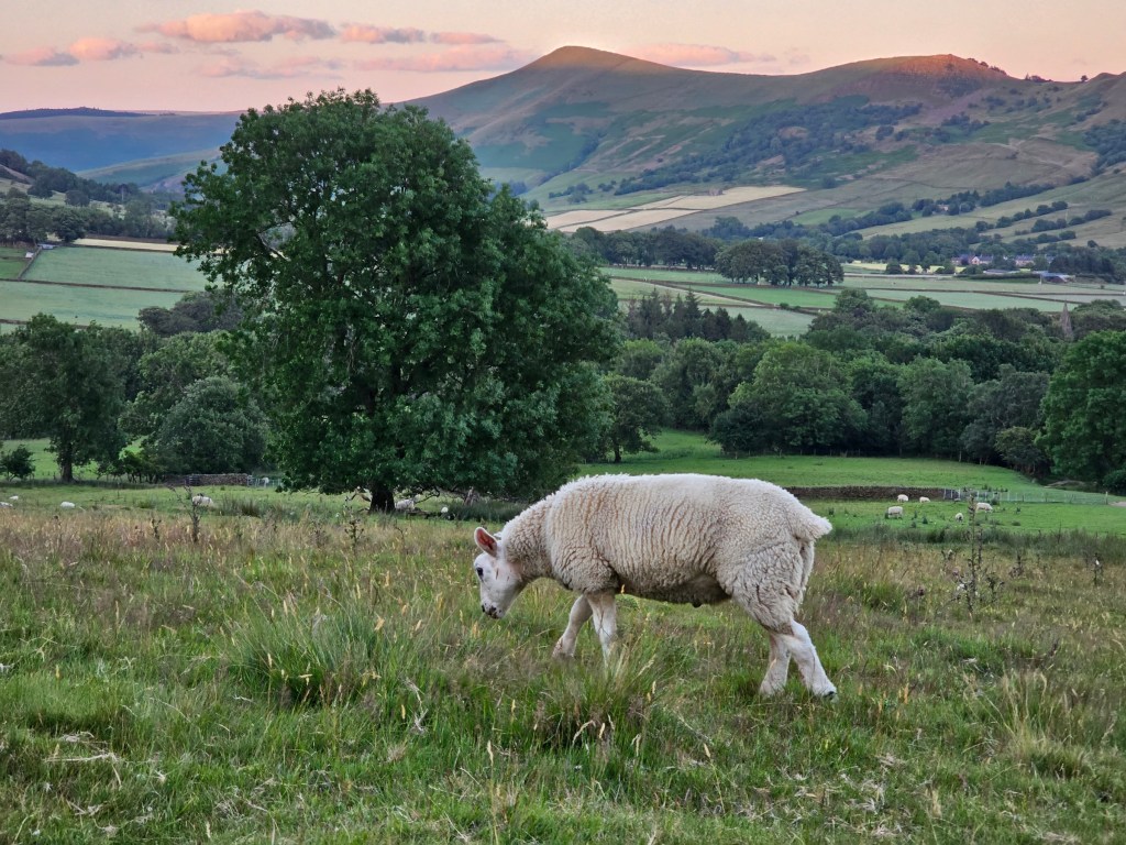 A sheep munching on the grass on a meadow in Peak District. Hills can be seen in the background. Photo taken during golden hour.
