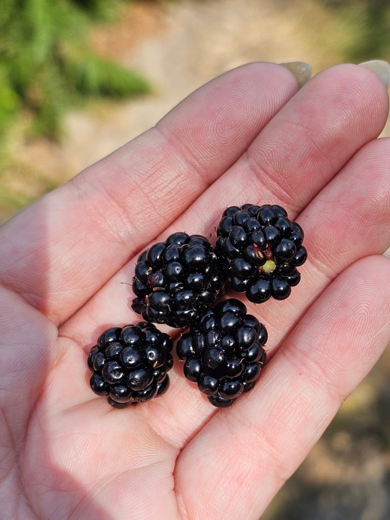 Four blackberries on an open hand