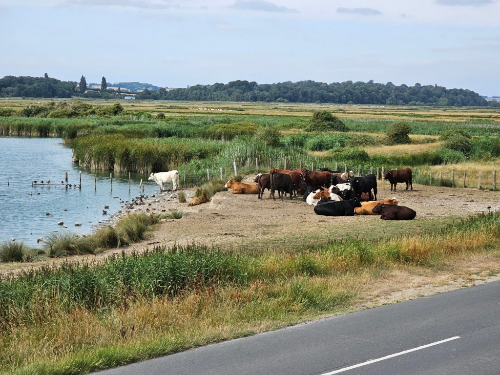 A herd of coloyrful cows resting by a pond