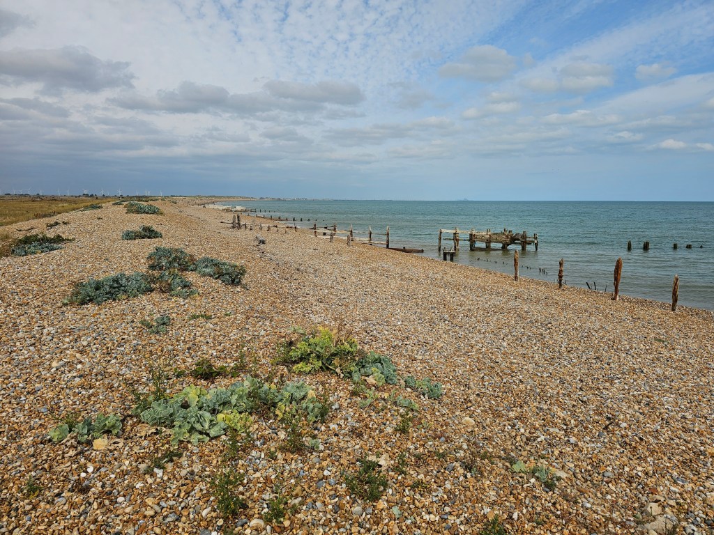 The pebble beach in Rye Harbour Nature Reserve