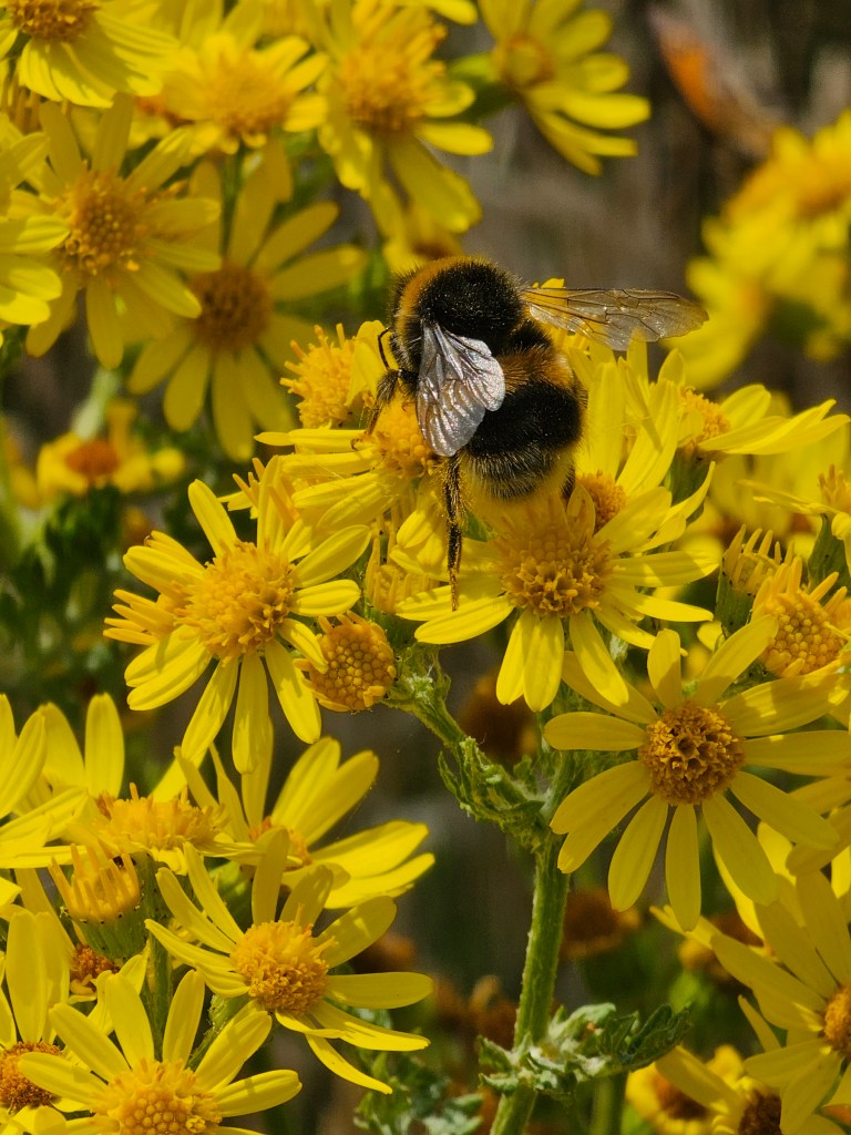 A fluffy bed sitting on yellow flowers