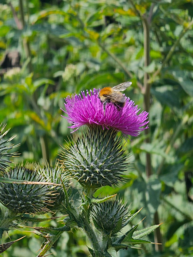 A bee sitting on a pink flower