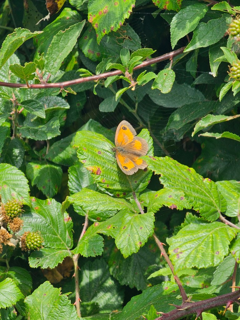 An orange-brown butterfly sitting on a leaf of a blackberry bush