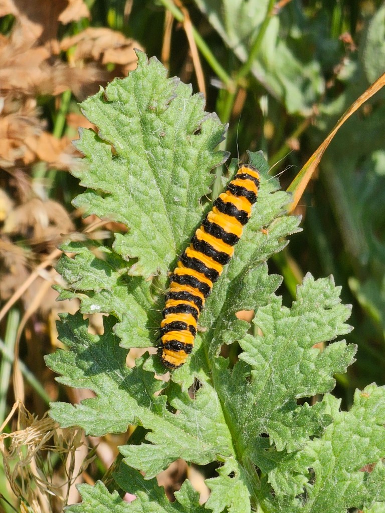 A striped yellow and black caterpillar sitting on a leaf