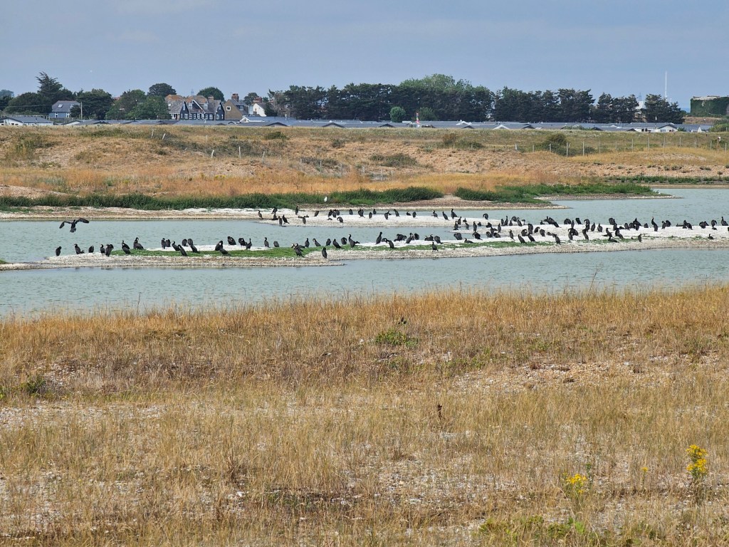 A pond full of cormorants in Rye Harbour Nature Reserve