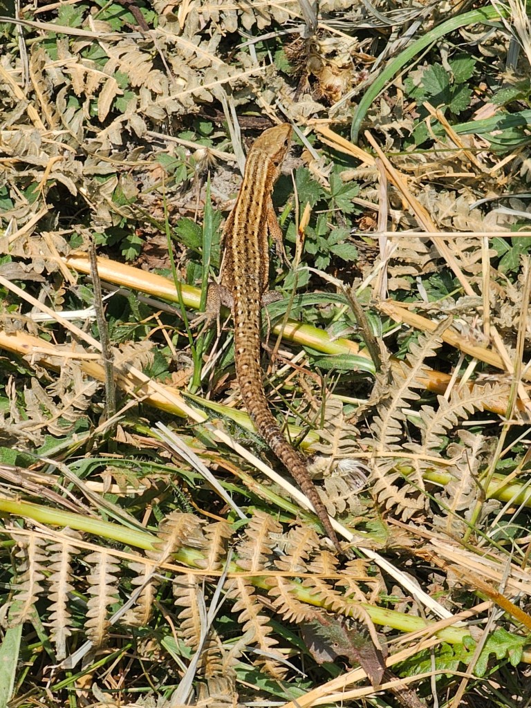 A common lizard in the grass