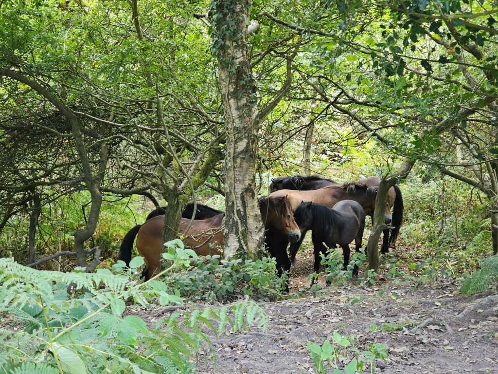 A group of ponies hiding in the trees