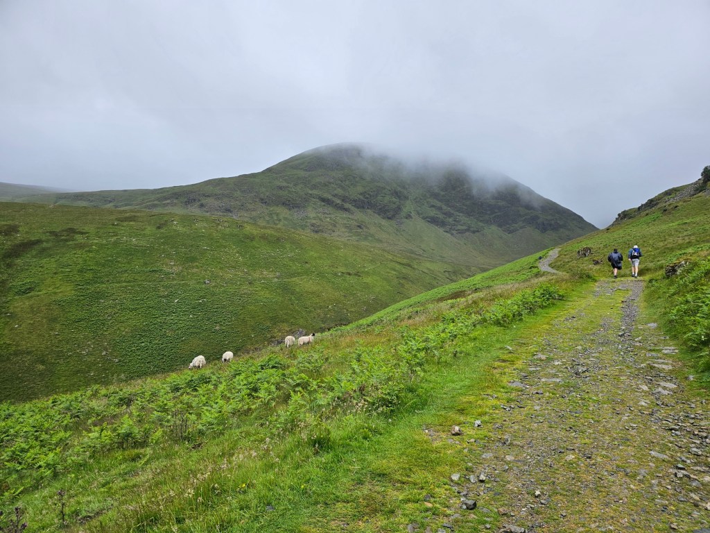 Green hills in a valley between Glenridding and Helvellyn. A few grazing sheep on the meadow