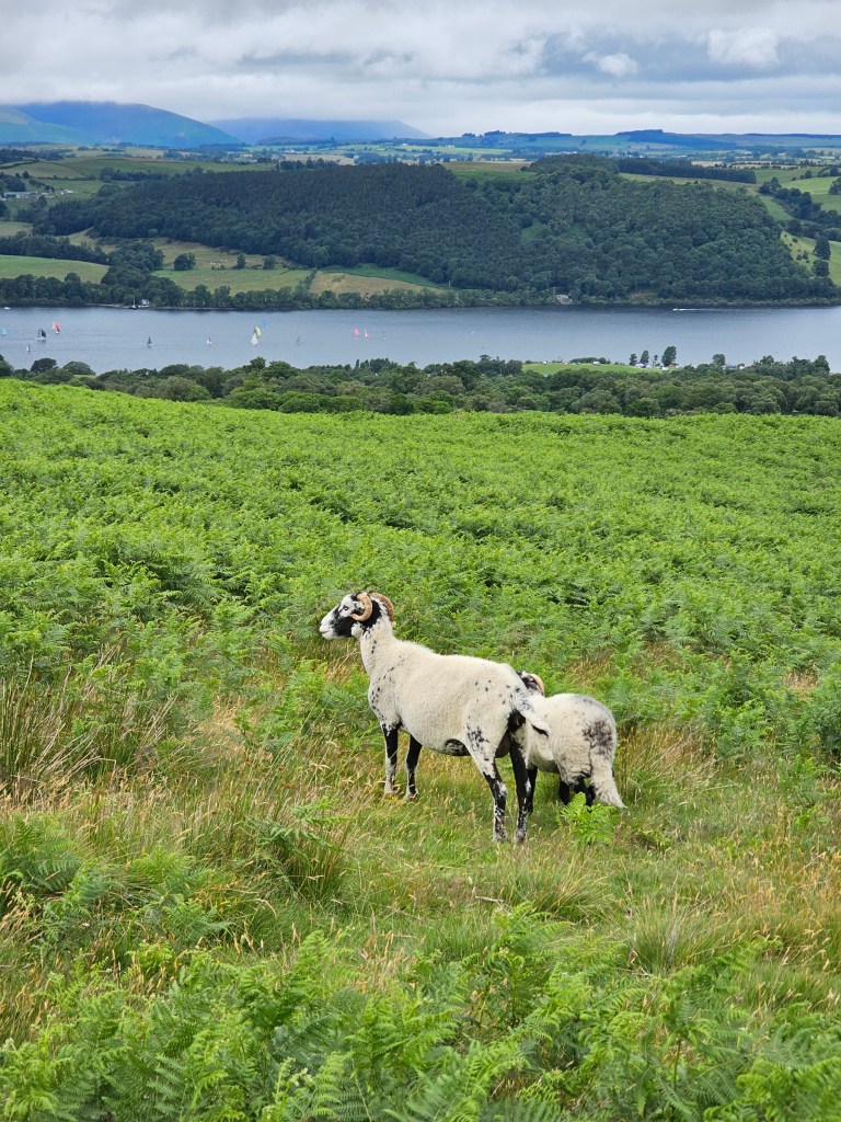 Two sheep in a field. A lake can be seen in the background