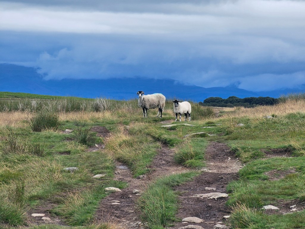 Two sheep in a field, staring in the camera