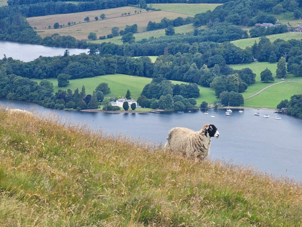 A sheep standing in a field. A lake can be seen in the background