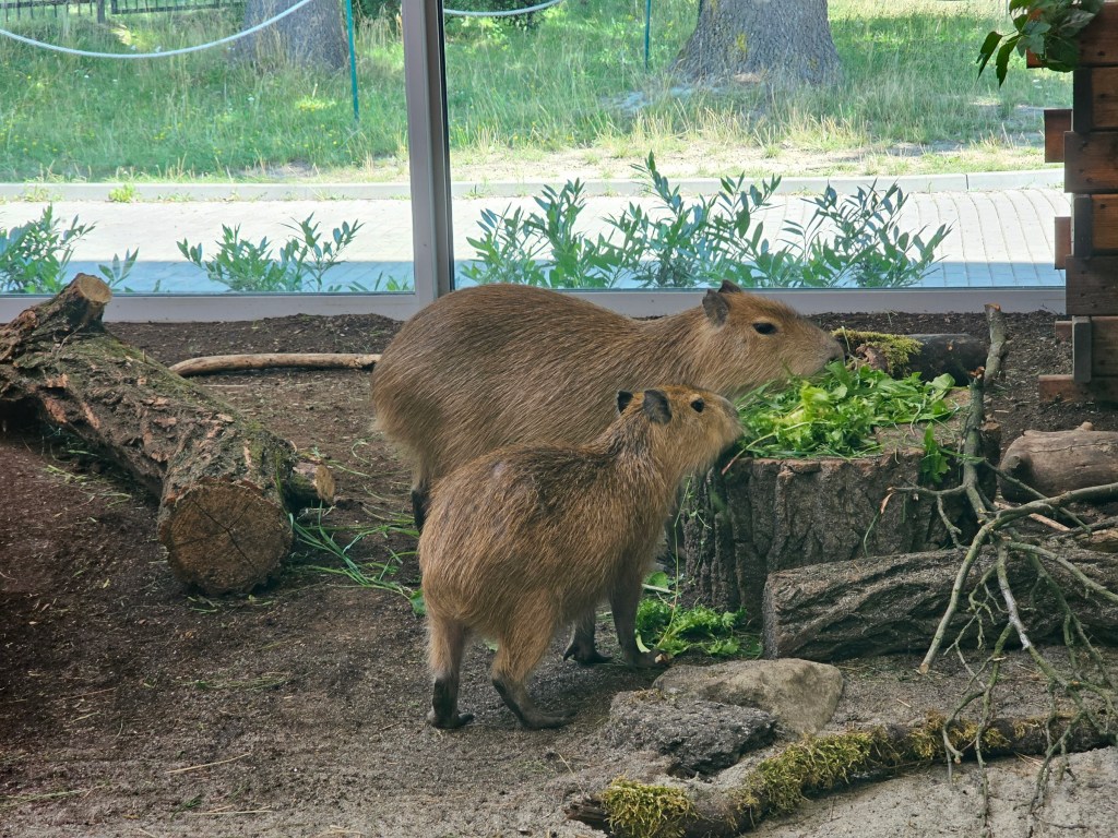 Two capybaras, a larger and a smaller one, munching on dandelion leaves in Chorzow Zoo