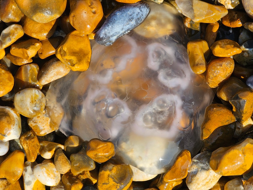 A large jellyfish thrown out of water onto the pebble beach