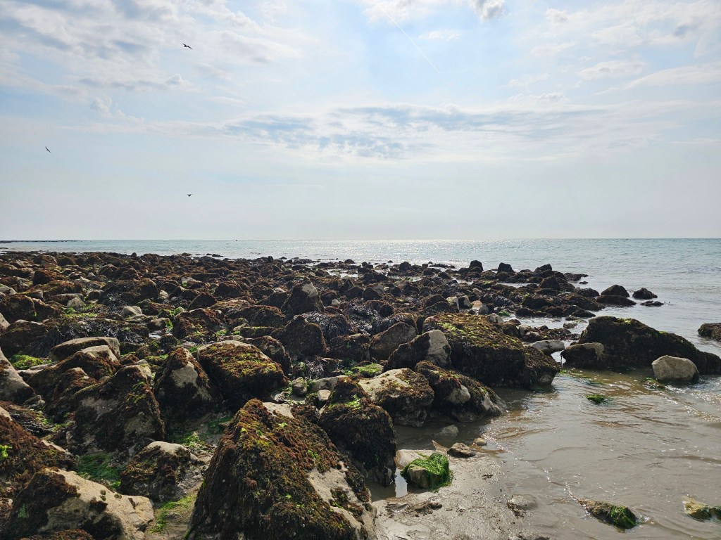 Mossy rocks emerged from the sea at low tide in Folkestone