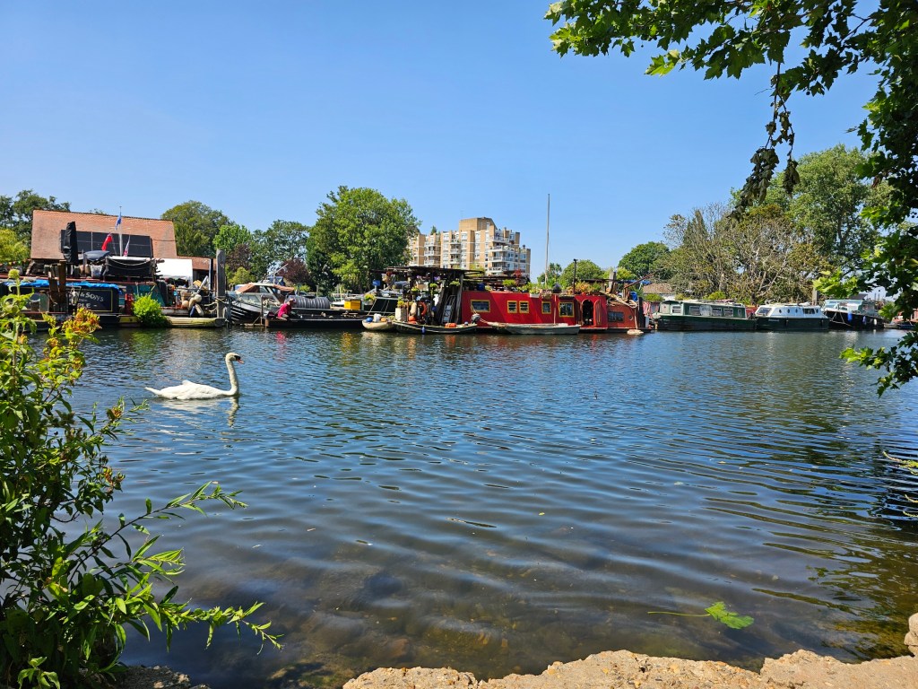 A swan and rows of narrow boats on river Thames in west London, in great summer weather