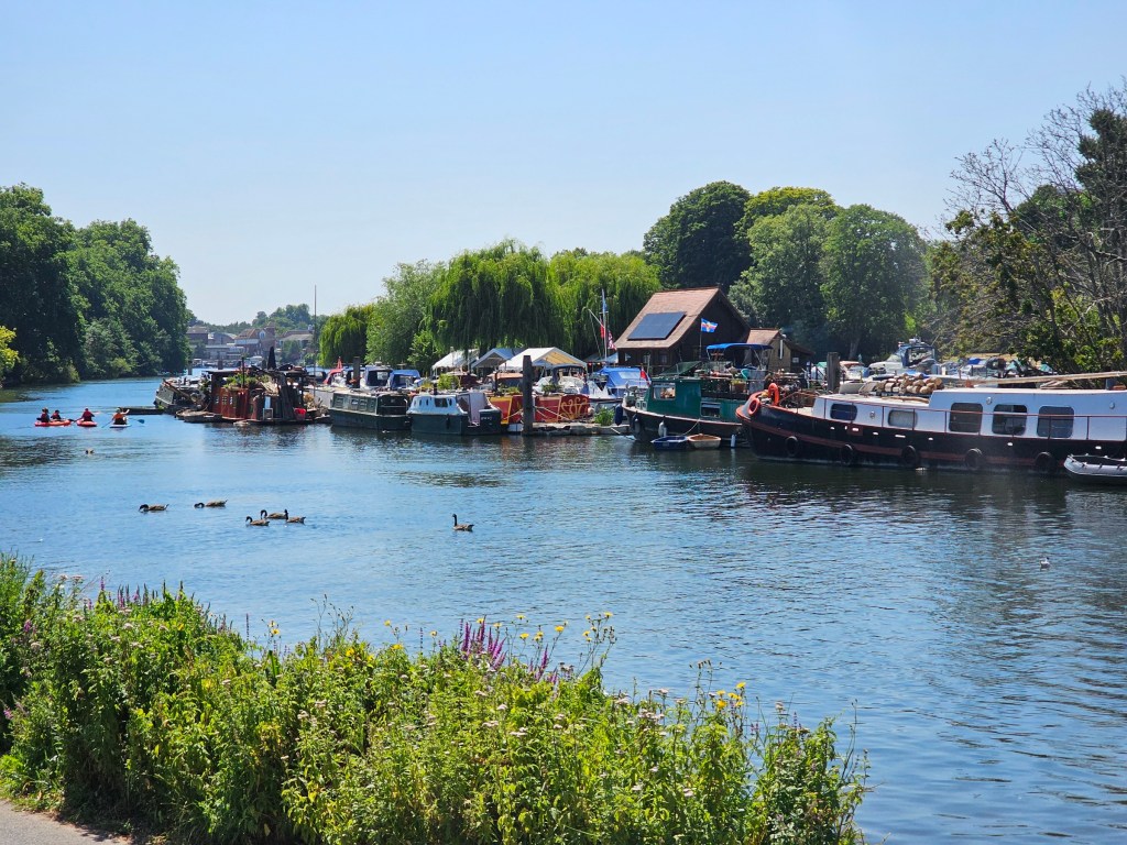 River Thames in west London in summer weather. There are long boats parked on the side, geese swimming in the water, and a bunch of people engaging in water sports