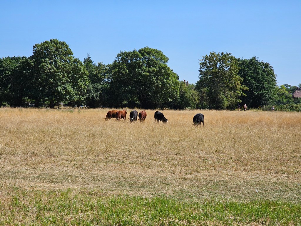 Three brown and three black cows grazing on a field in Richmond, London. The grass is dry and yellow, and the sky is blue.