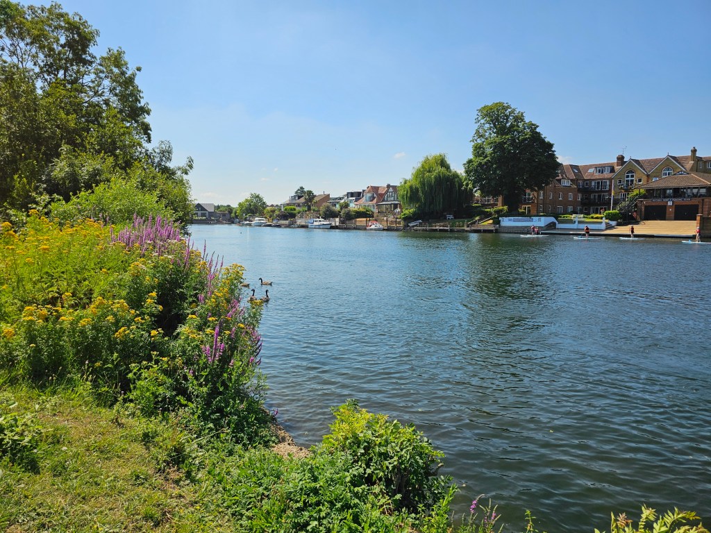 Wide River Thames in west London. There is green grass and flowers on one side of the river, and houses on the other side. Some geese are swimming in the river.