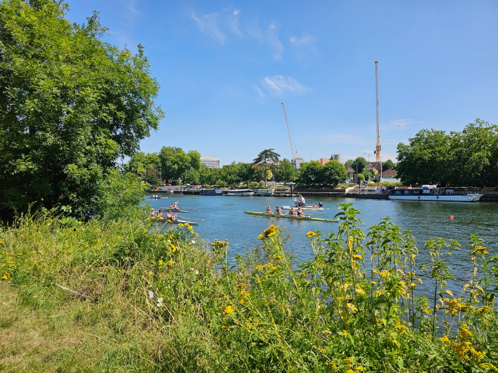 Rowing race on river Thames near Kingston