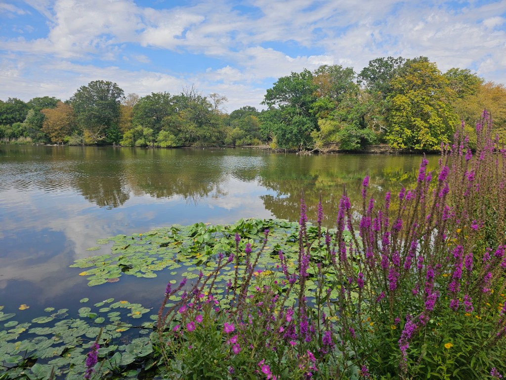 Lotus Pond in Epping Forest, London, in the summer