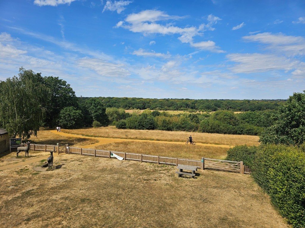 Panoramic view of Epping Forest from the Visitor Centre. The sky is blue, the trees are green, but the gras is yellow and dry