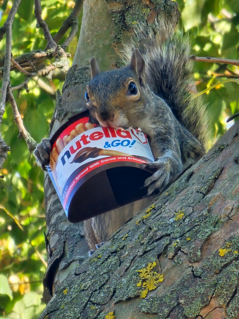 A squirrel sitting on a tree, eating from a Nutella pot