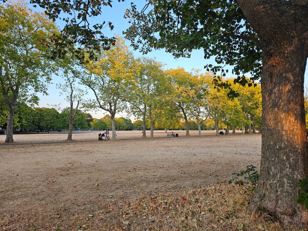 London park after a long period of drought. There is no grass left, just dry hay. Trees are still green, though some have lost leaves.