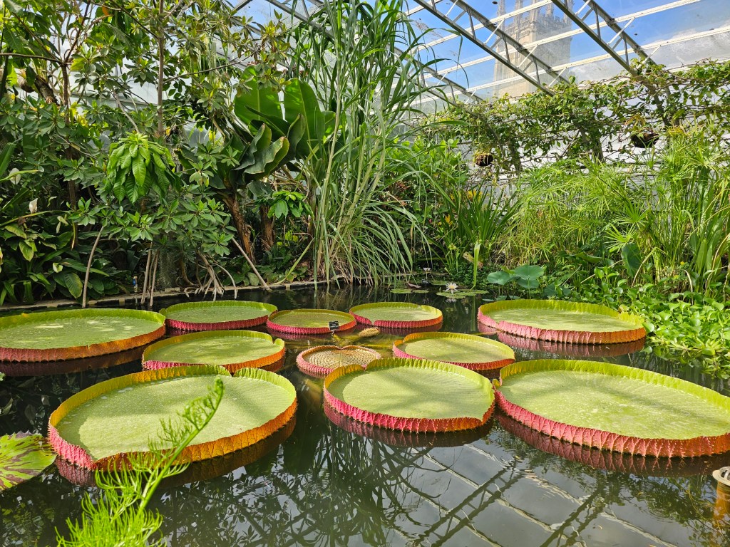 Large lily pads on a pond in Oxford Botanic Garden