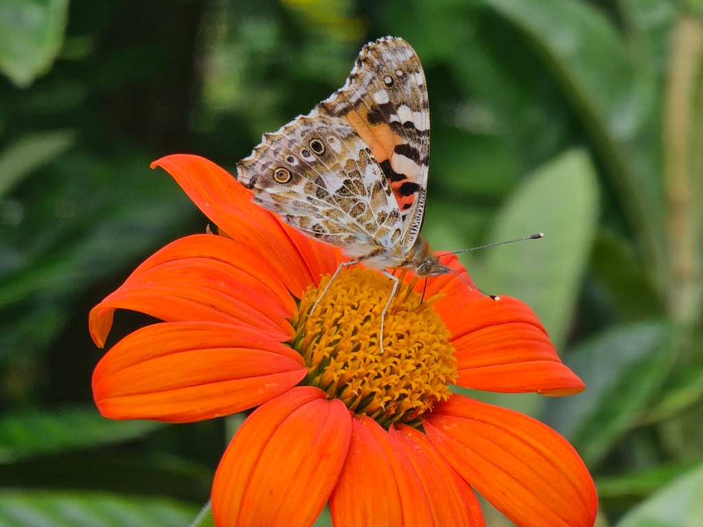 A close up of a brown butterfly sitting on an orange flower