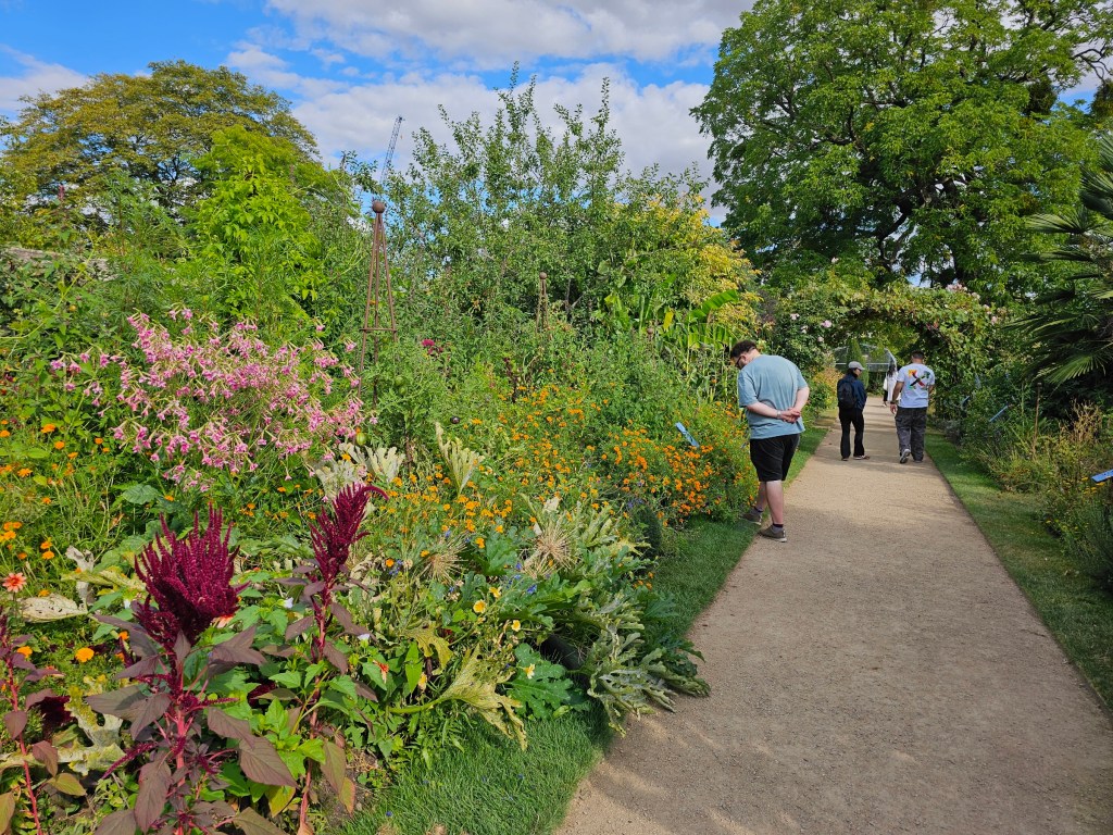 Colourful flowers along a path in Oxford Botanic Garden