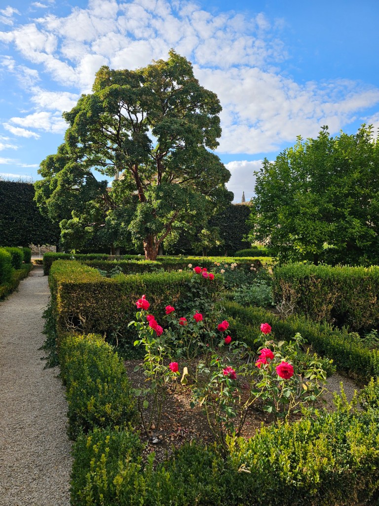 Trimmed hedges, red roses and blue skies in the Oxford Botanic Garden