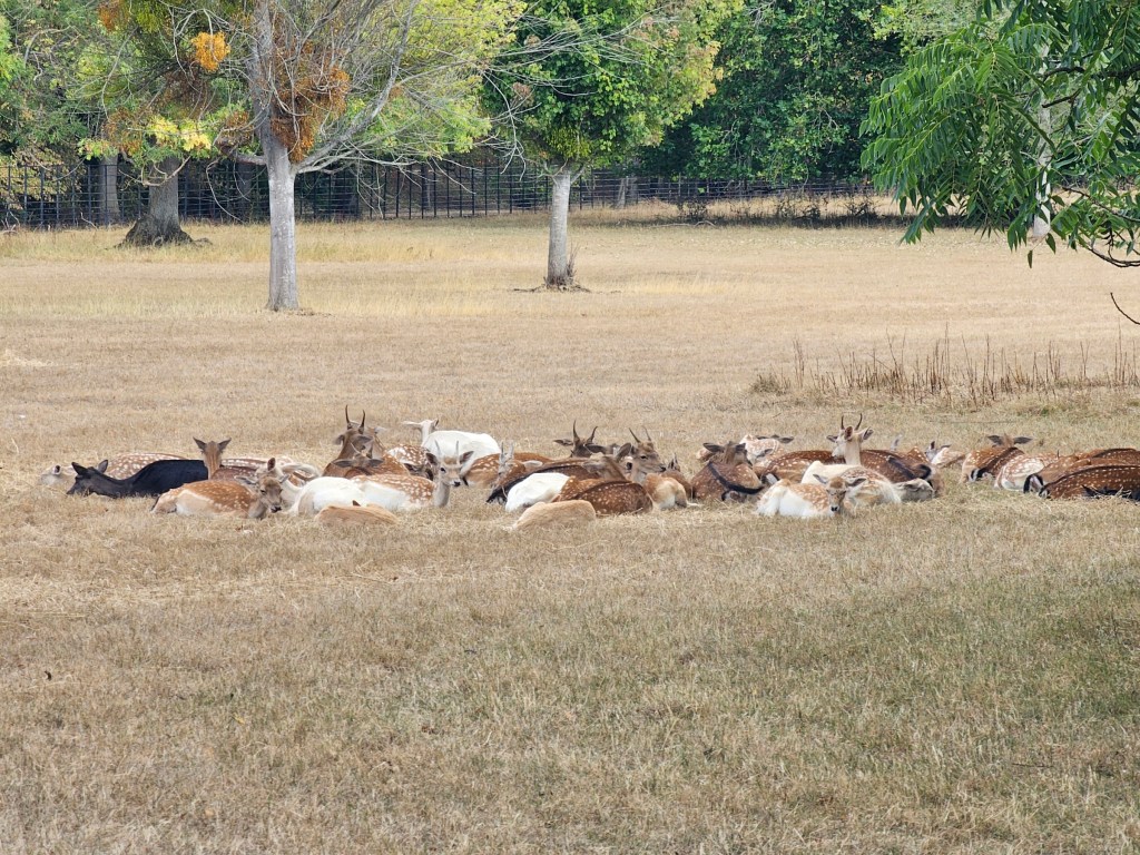 A herd of deer resting on a dried up meadow