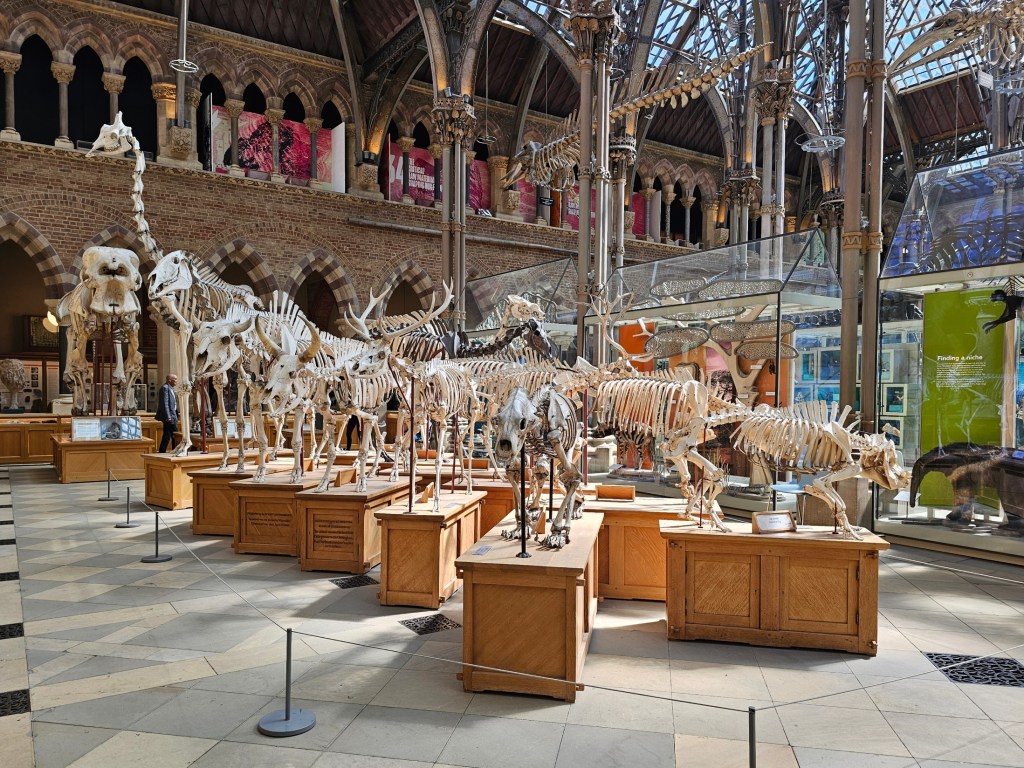 Animal skeletons in Oxford Natural History Museum