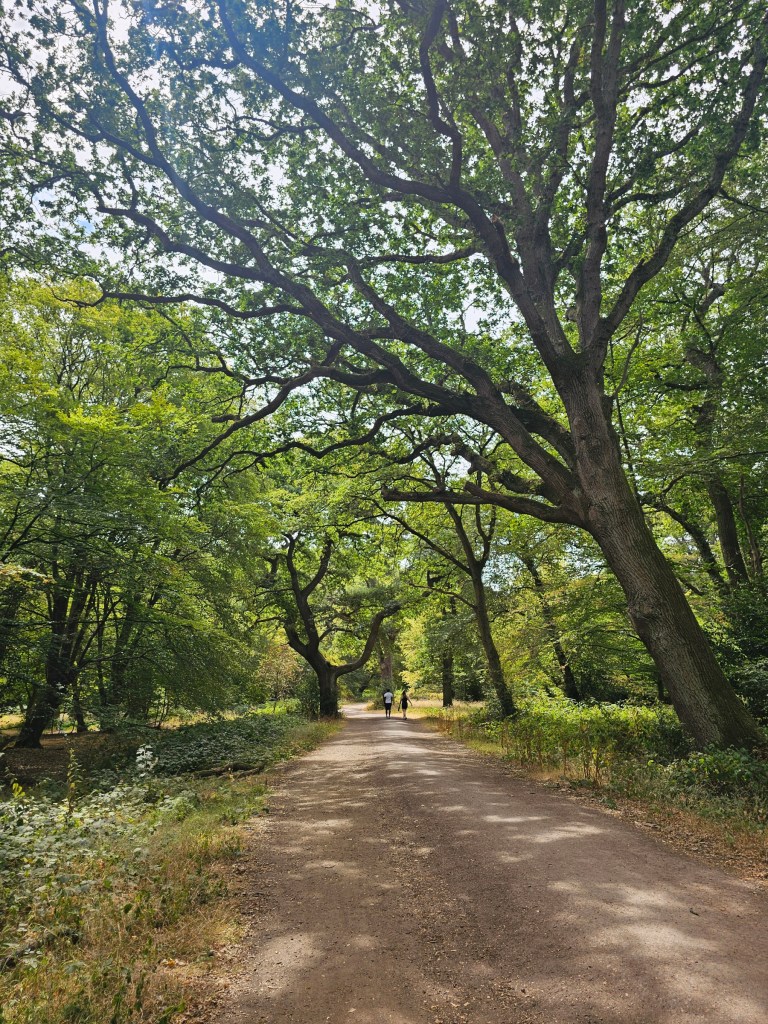 Woodland path in Epping Forest