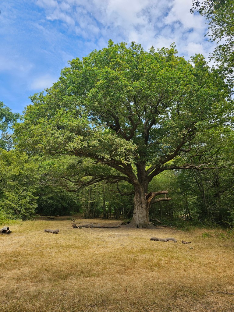 Large, lush oak tree in Epping Forest, London