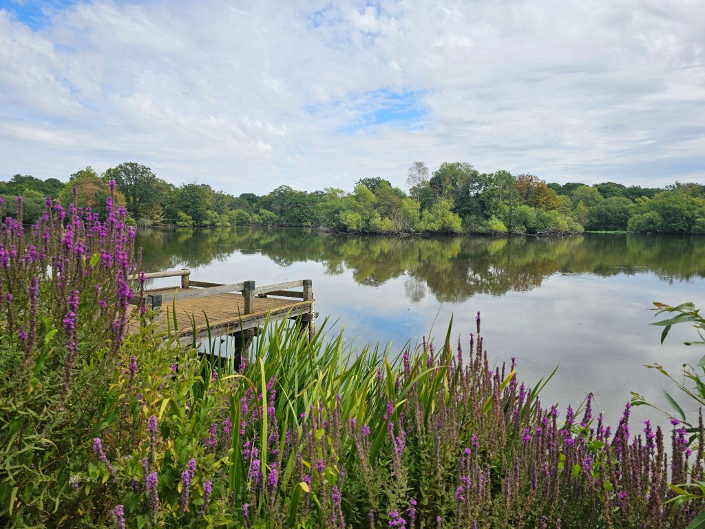 Lotus Pond in Epping Forest. There's a small wooden pier, green trees, and pink flowers.