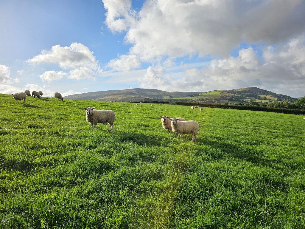 A herd of sheep on a green meadow, all staring at the camera. Peak District hills can be seen behind them.